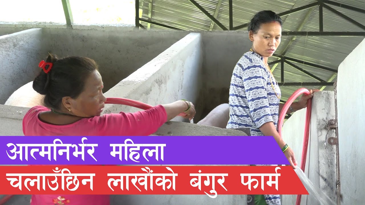 मासिक १ लाख ५० हजार कमाउँछिन् ललिमाया, भन्छिन् बंगुर पाले बनिन्छ मालामाल || Pig farming in Nepal ||