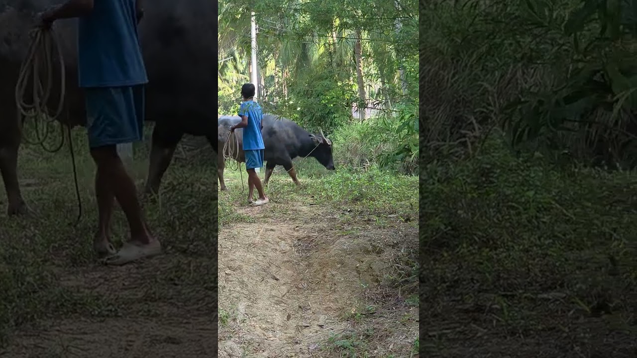 Buffalo owner - informed him not to enter