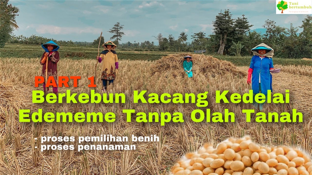 Tahap awal cara berkebun kacang kedelai edameme jepun tanpa olah tanah di sawah bekas tanaman padi