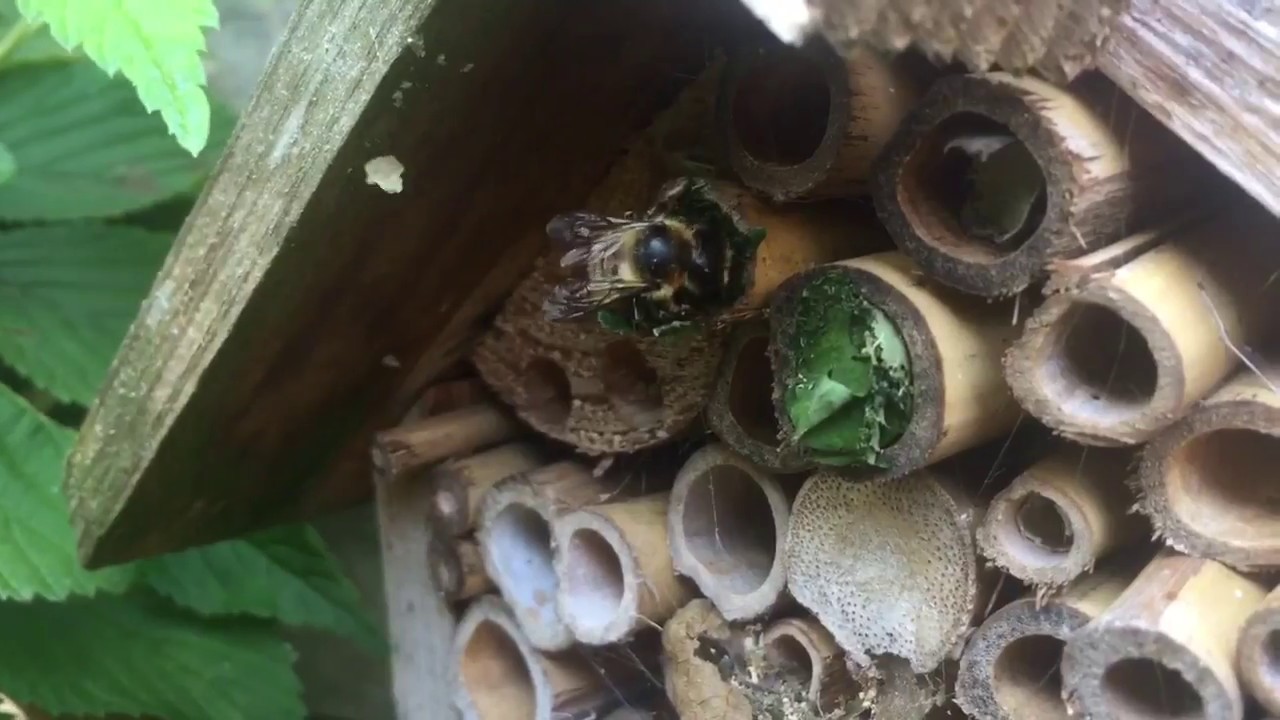How to site a bee hotel.