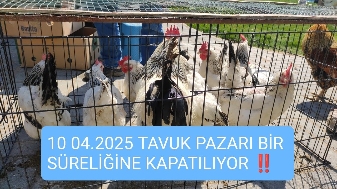 ANKARA ÇUBUK TAVUK PAZARI 🐔 10.04.2025