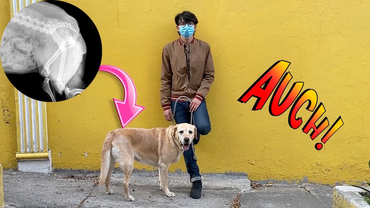 La MALDICIÓN de los PERROS GRANDES: Displasia de cadera