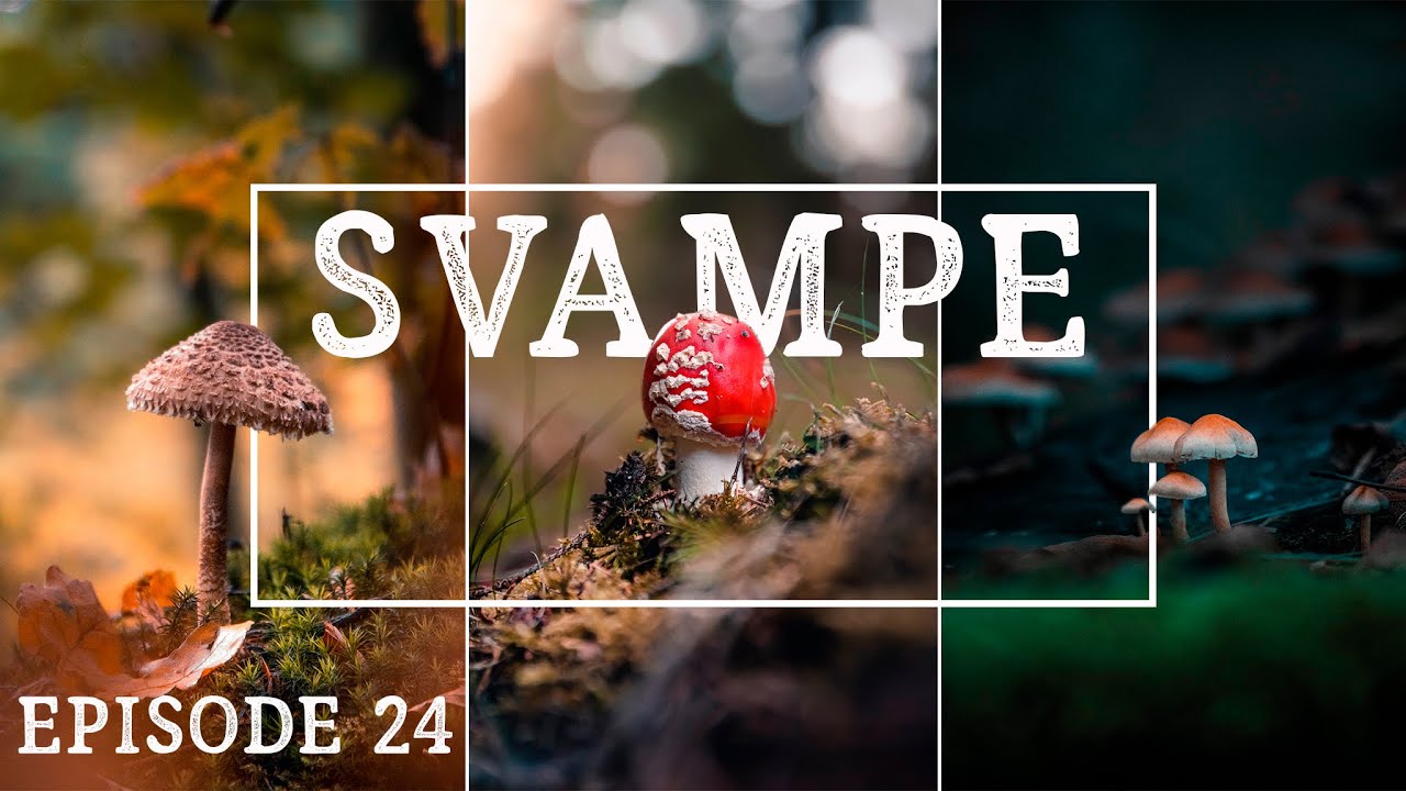 SVAMPEJAGT - Det skal du vide // Danske svampe // Naturformidling, dansk naturfilm