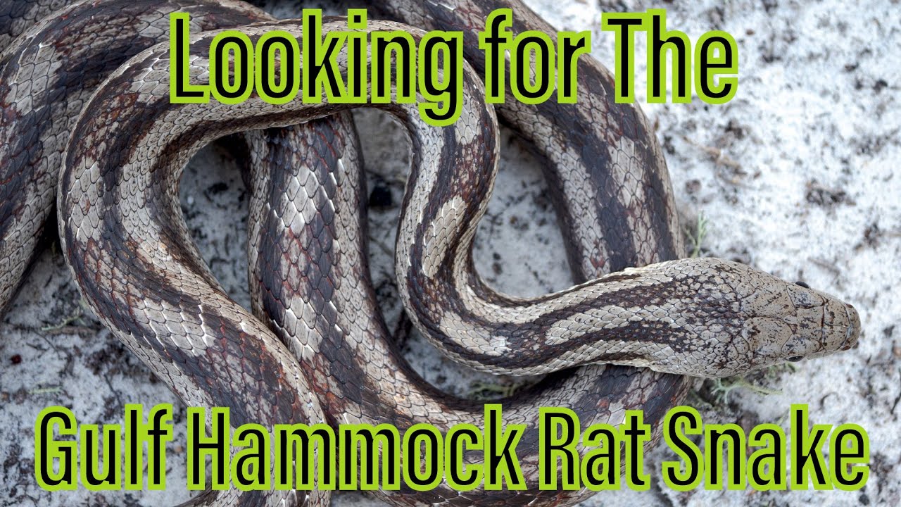 Looking for the Gulf Hammock Rat Snake