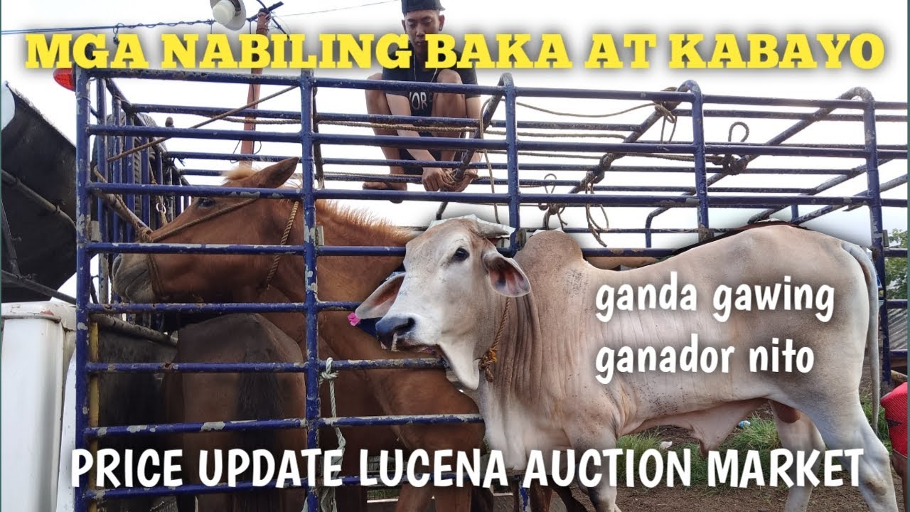 Mga nabiling Kabayo at Bentahan ng Baka Dito sa Lucena Auction Market..