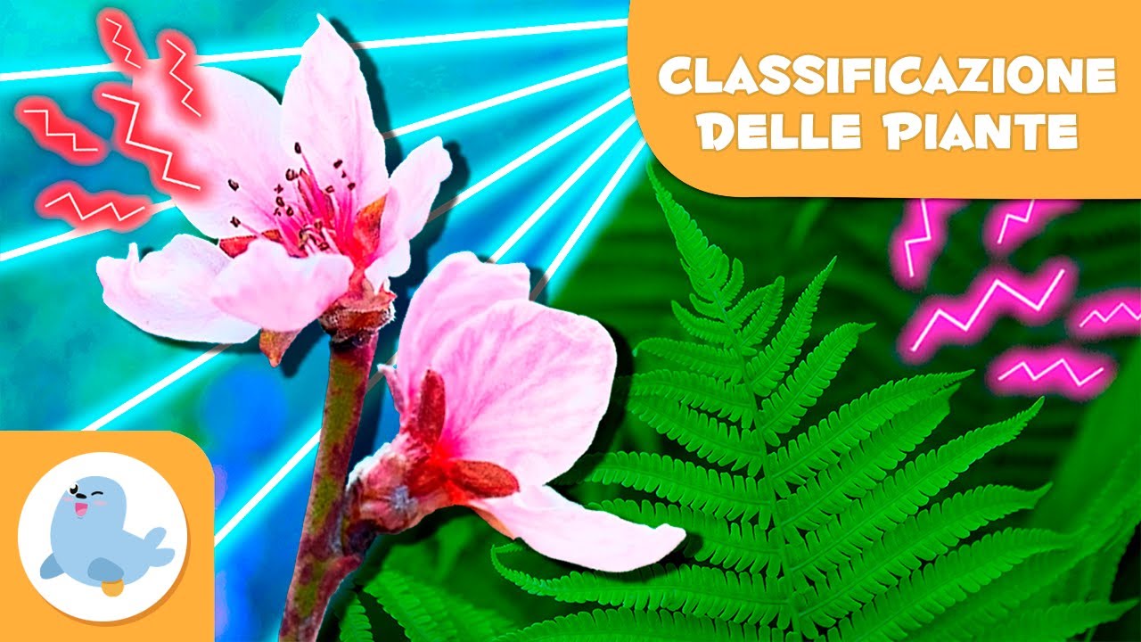 Classificazione delle PIANTE in base ai FIORI🌼🌳Crittogame e fanerogame 🌸 Scienze Naturali