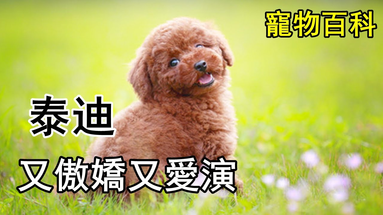 【泰迪】不要被他的外表欺騙，其實它脾氣又暴躁，又任性又粘人又愛演~