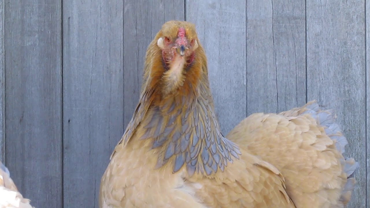 Brahma Chicken Farm - Winter conditions Belgium (part 2)