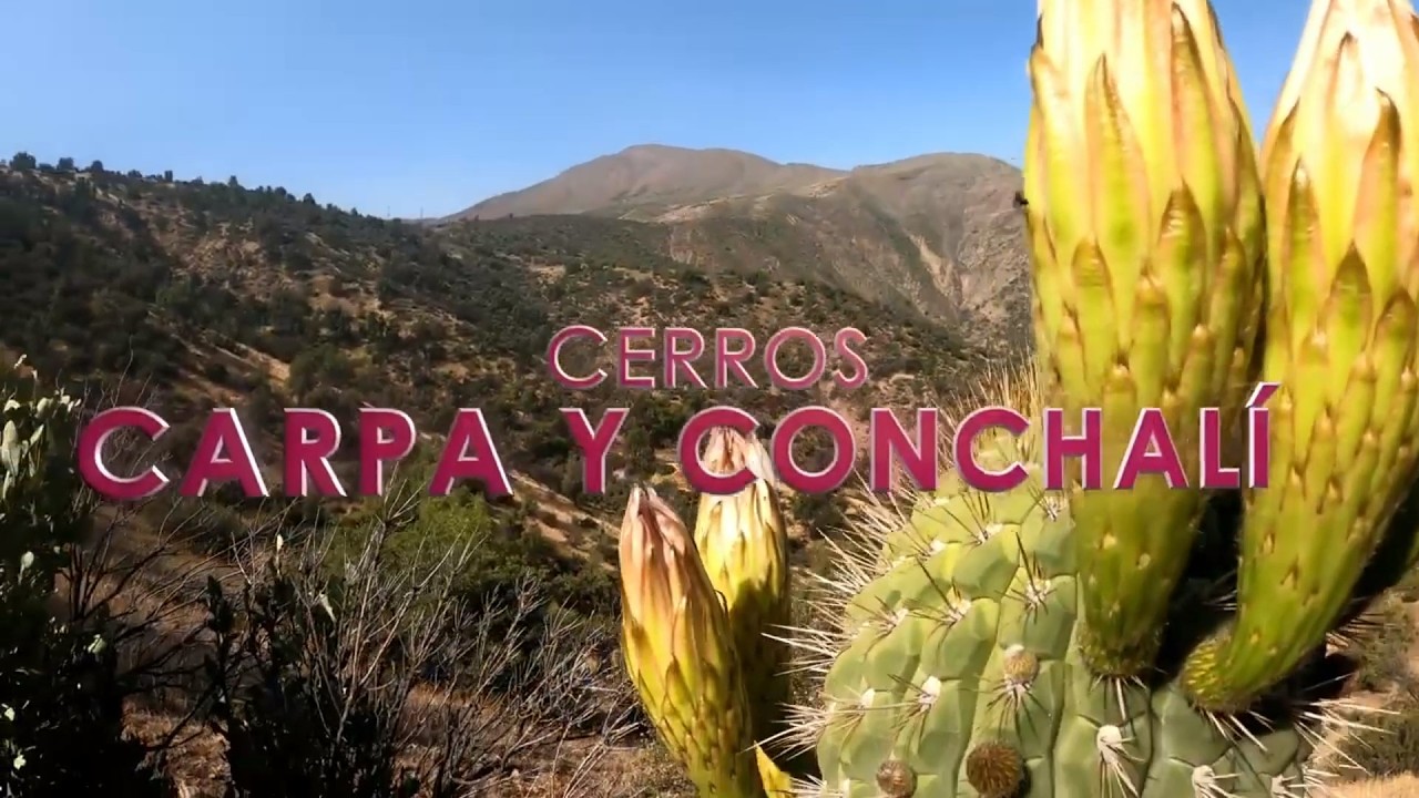 BELLEZA NATURAL 🪶Trekking al Cerro Conchalí y Cerro Carpa 4k