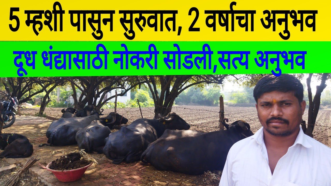 5 म्हशी पासून सुरुवात,2 वर्षाचा सत्य अनुभव
