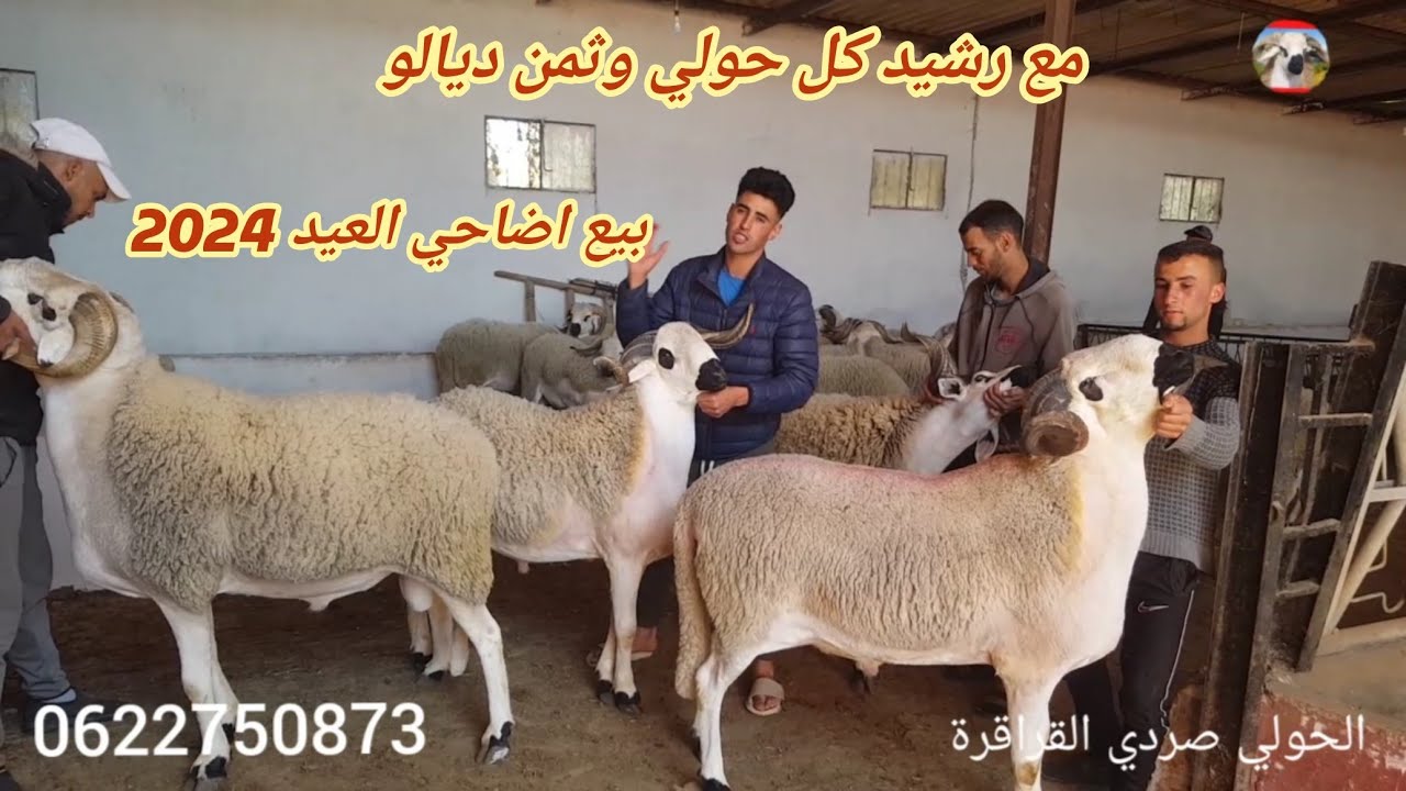 انطلاق بيع اضاحي لعيد لسنة 2024 عند رشيد في ضيعة قرب مدينة سطات كل حولي وثمن ديالو