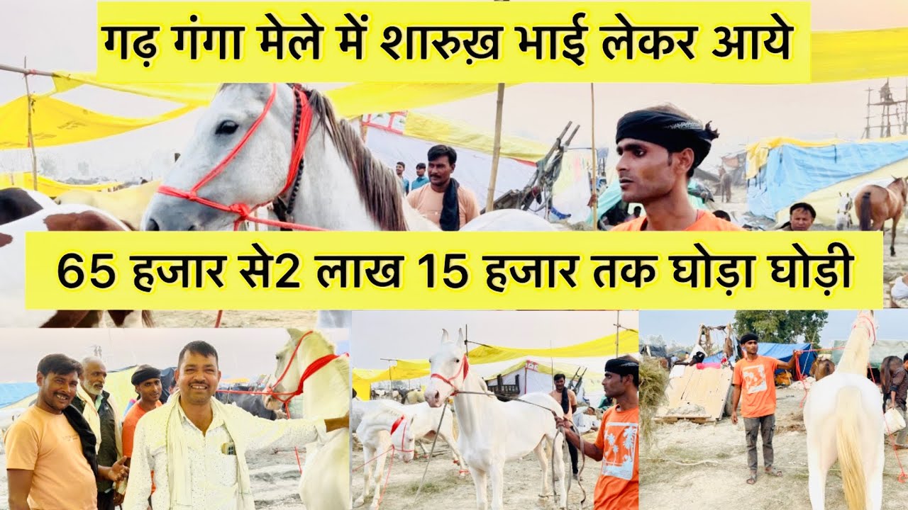 गढ़ गंगा मेले में लेकर आये शारुख़ भाई एक से एक घोड़े और घोड़ी 🐴@Vickeydhama01 