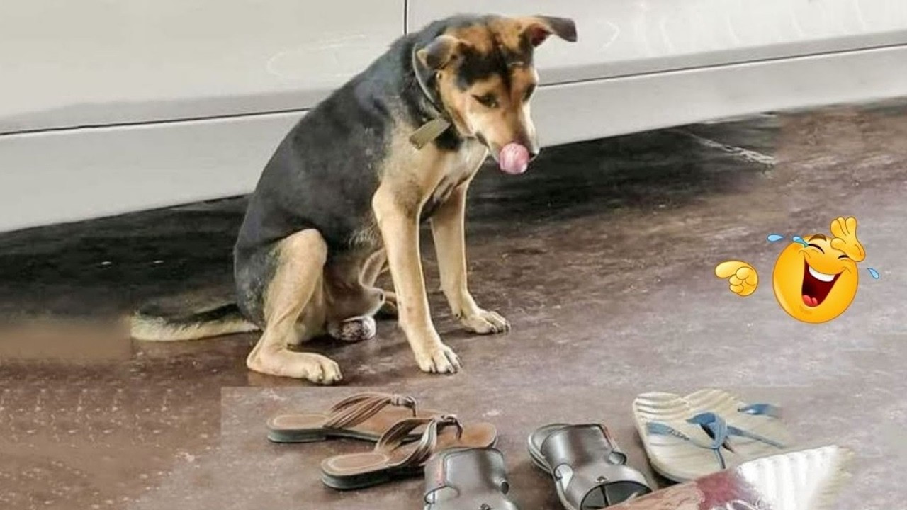 I Can’t Stop Laughing at These Hilarious Dogs 😂 Funny Dog Moments 2026 #62