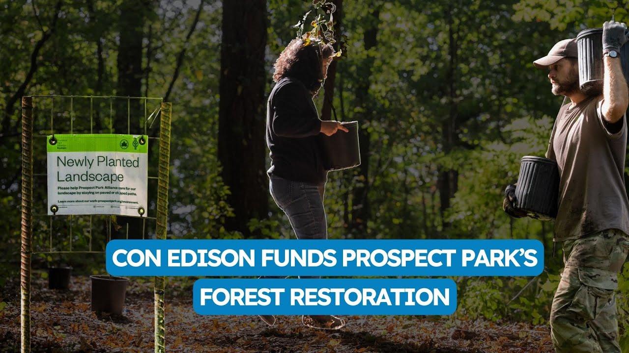 Keeping Brooklyn’s forest alive with Con Edison’s support