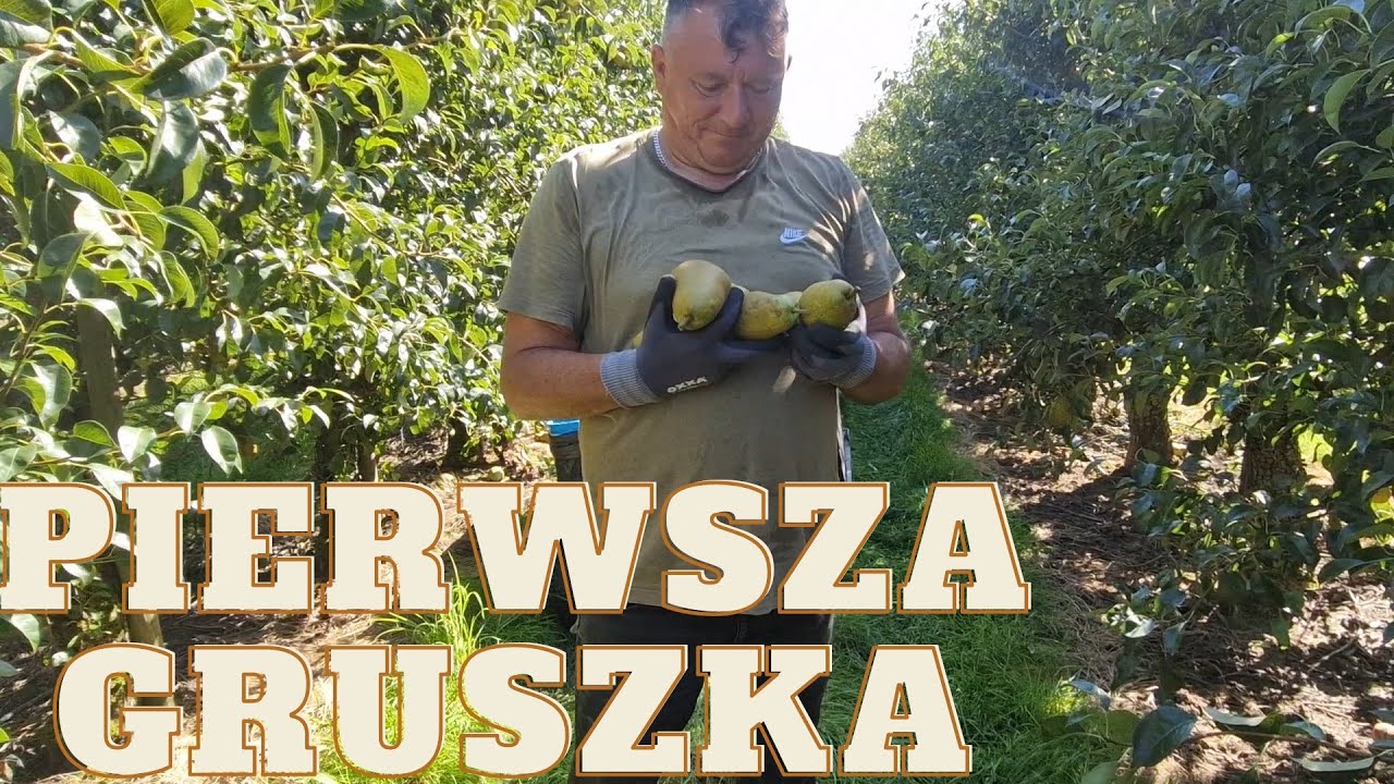 Niderlandy praca: Pierwsza gruszka