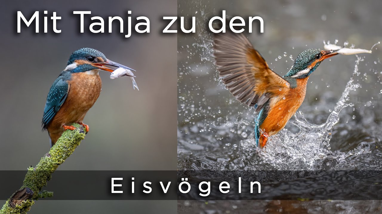 Mit Tanja zu den Eisvögeln