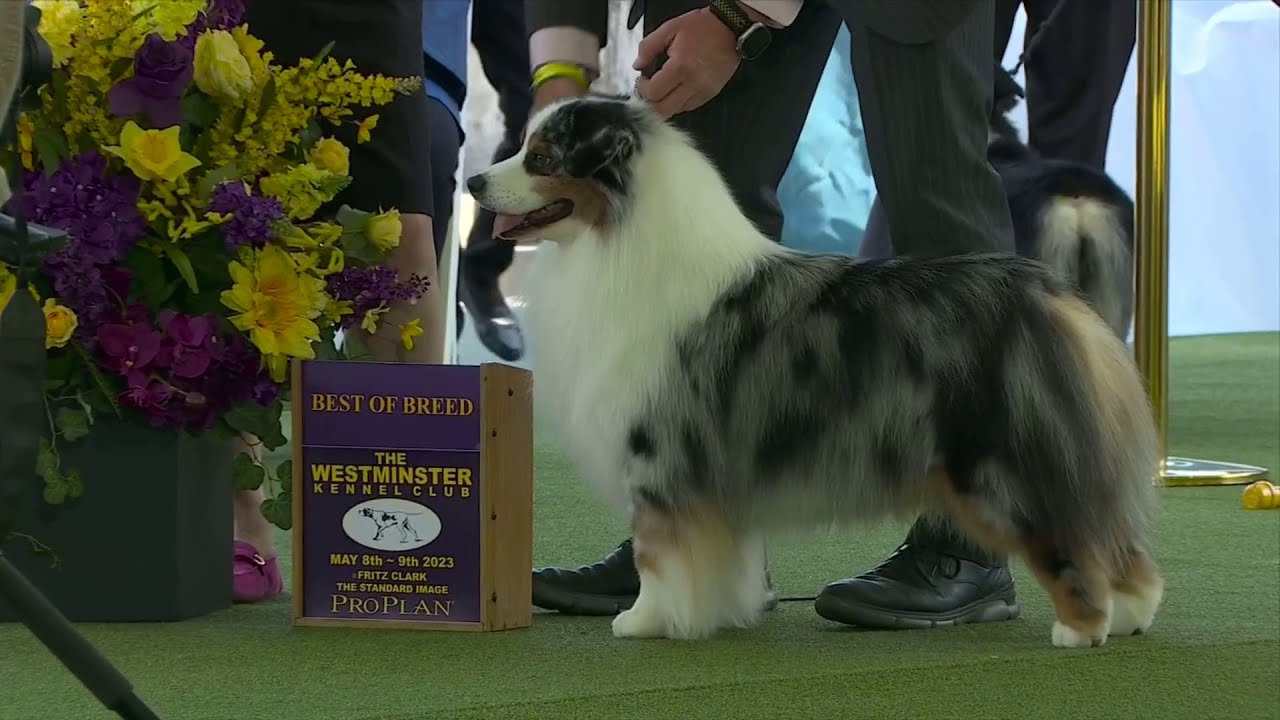 Miniature American Shepherds | Breed Judging 2023