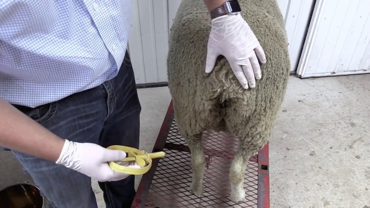 RSG CIDR Application