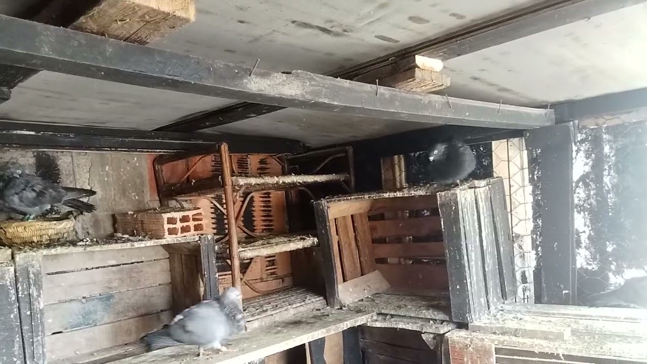 حمام سيفيانوس المغربي اصيل الدم القديم 🇲🇦#pigeon 