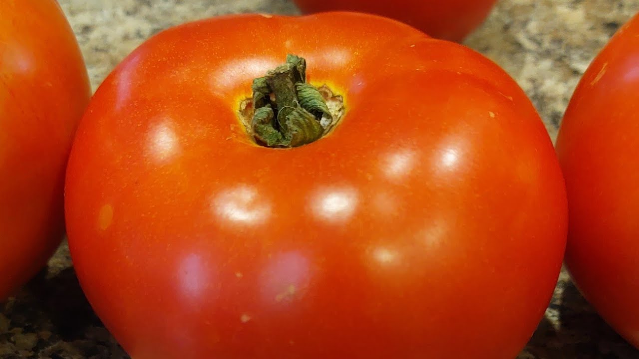 Jolene a new tomato variety