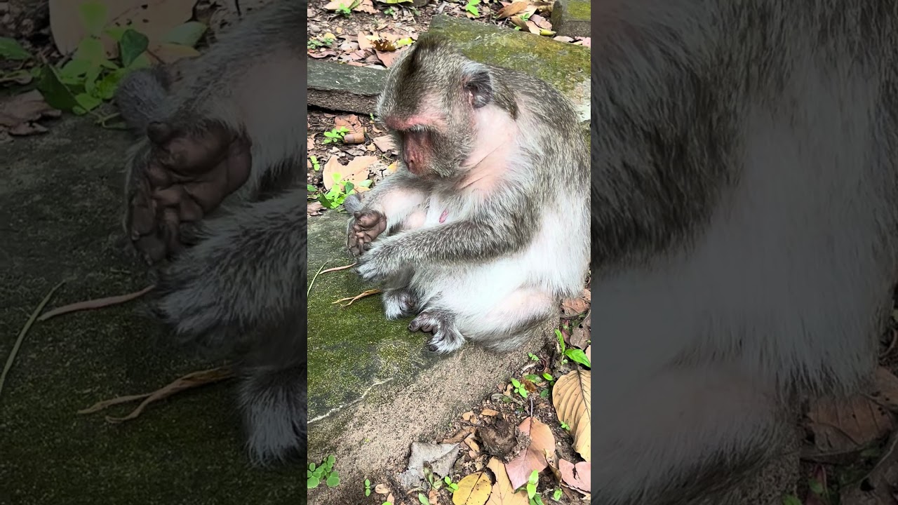 #monkey #funny
