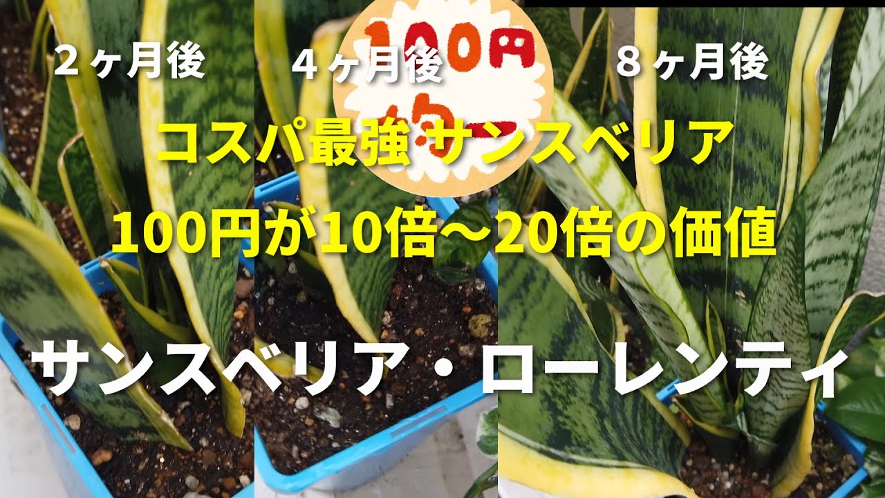 【100円均一でコスパ最強】サンスベリアローレンティの抜き苗を買って植えてみた。初心者向けの簡単な方法　#観葉植物　#サンスベリア　#百均　#コスパ最強　#してみた