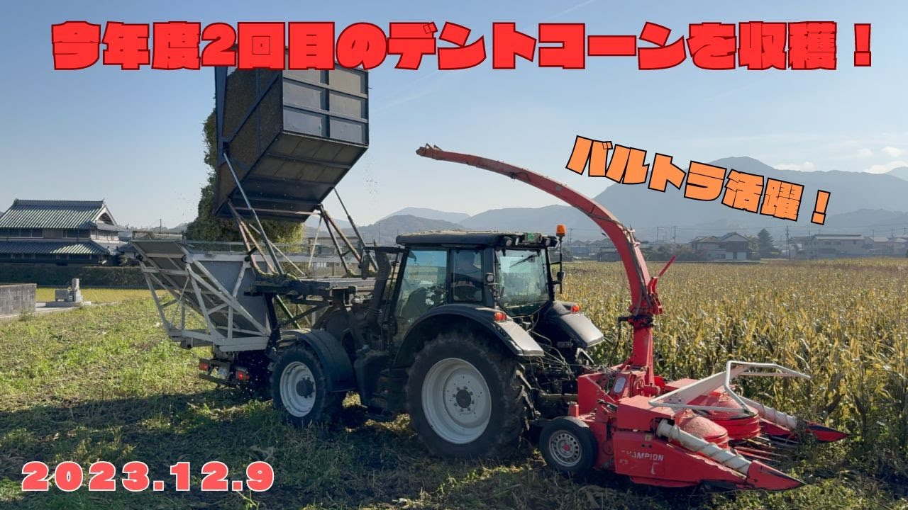 今年度2回目のデントコーンを収穫していきます！バルトラ活躍！