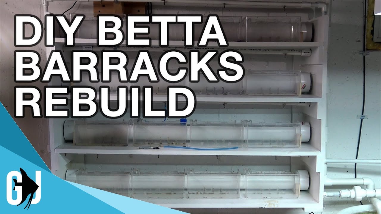 #562: BETTA BARRACKS REBUILD - Update Monday
