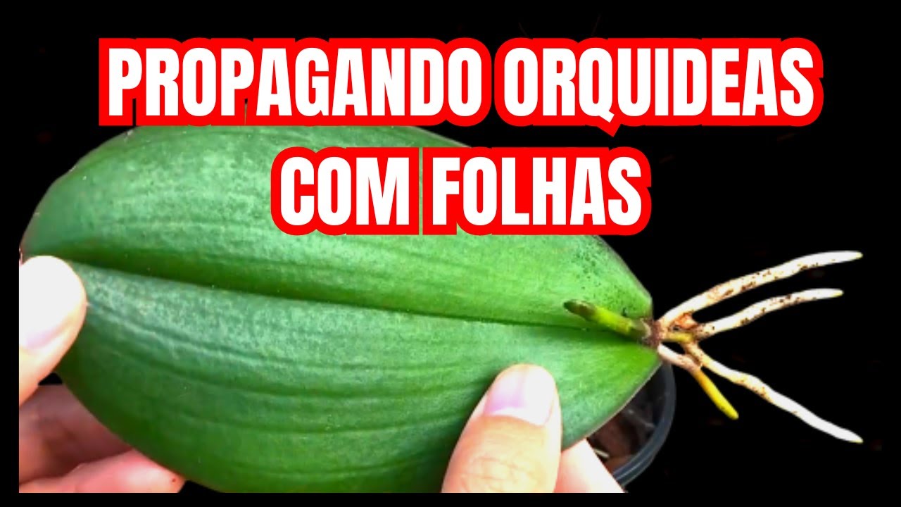 Como Fazer Mudas de Orquídeas  PHALEANOPSIS Com Folhas Passo a Passo