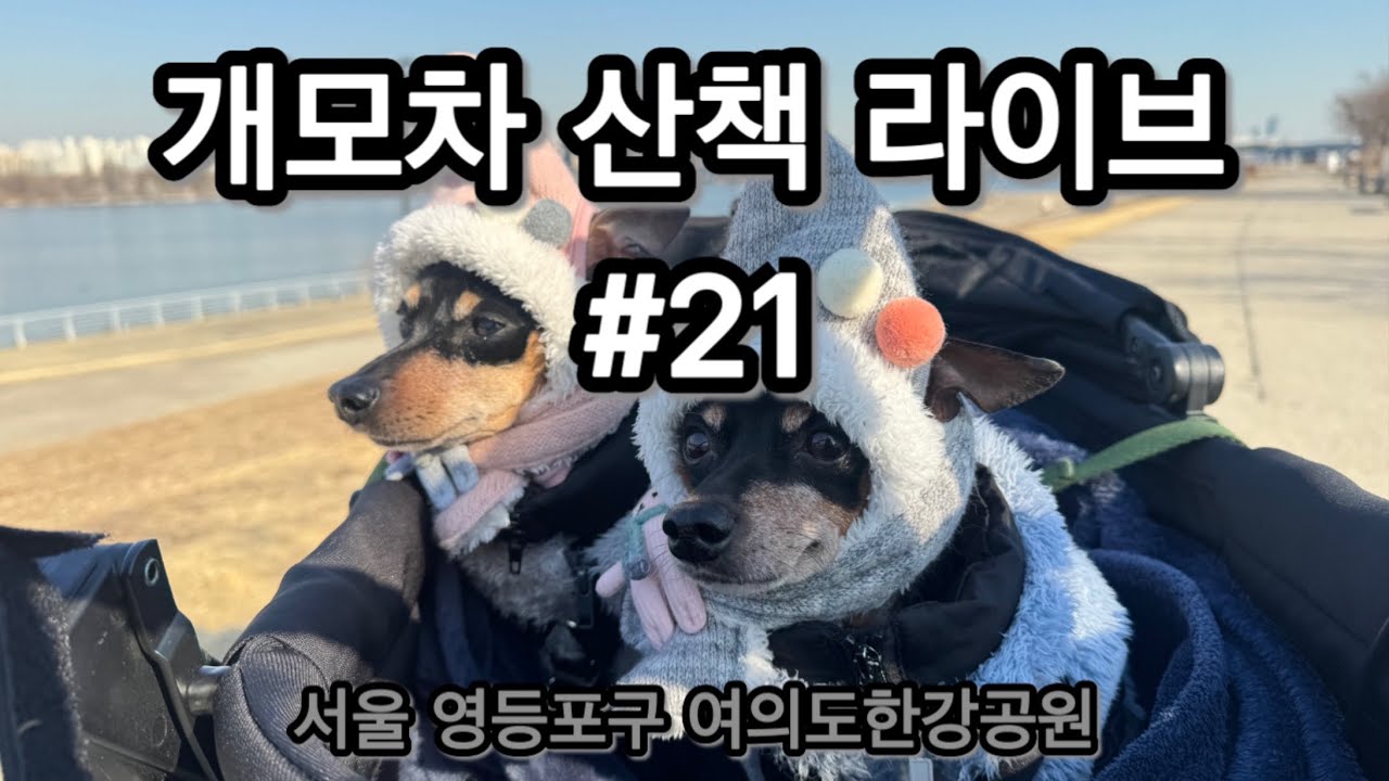 개모차 산책 #21 | 여의도 한강공원 라이브 🌿 단오담이와 함께