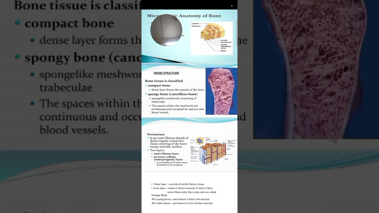 MICROSCOPIC STRUCTURE OF THE BONE