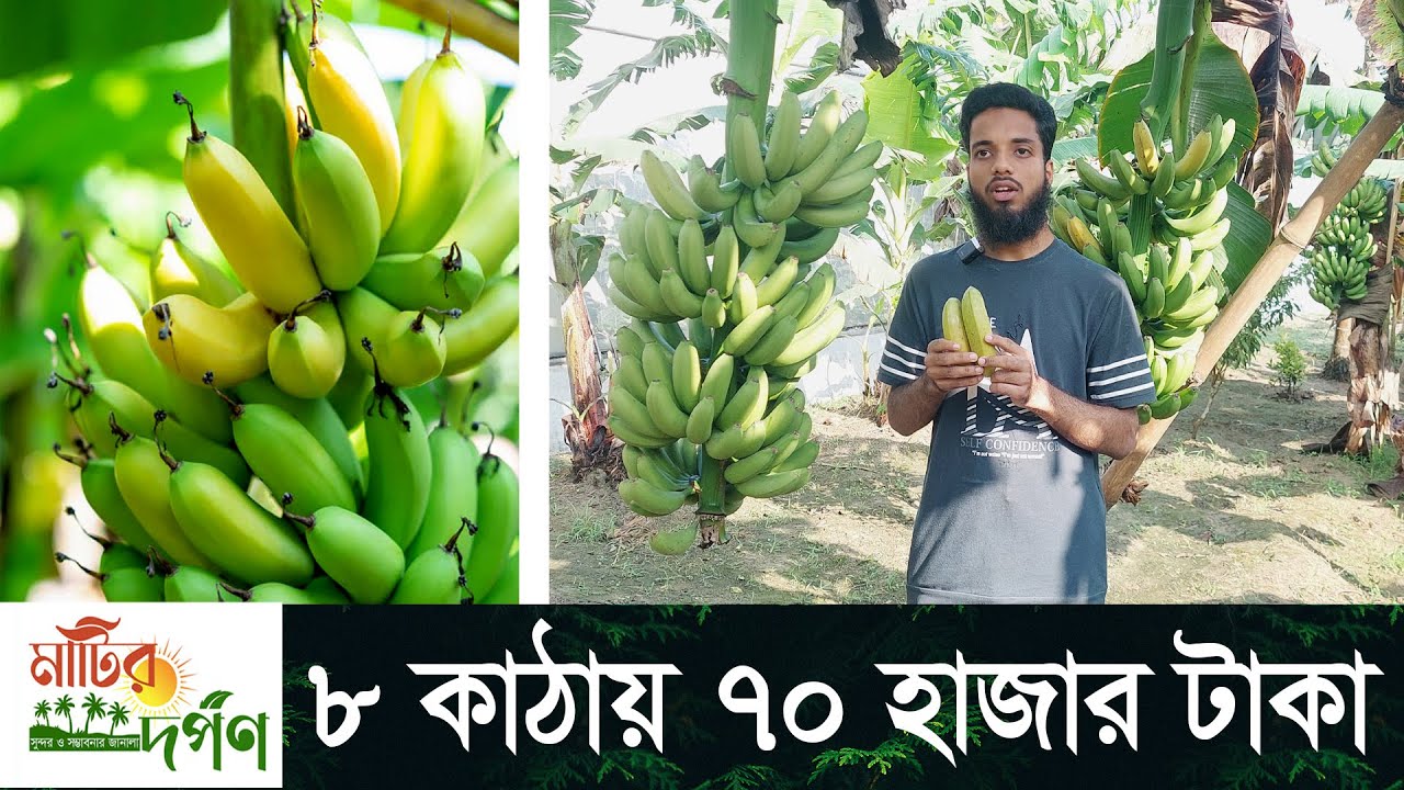 কোরআনের হাফেজের  উদ্যোগে জি ৯ কলা চাষ। haw to banana farming টিস্যু কালচার পদ্ধিতিতে কলা চাষ।