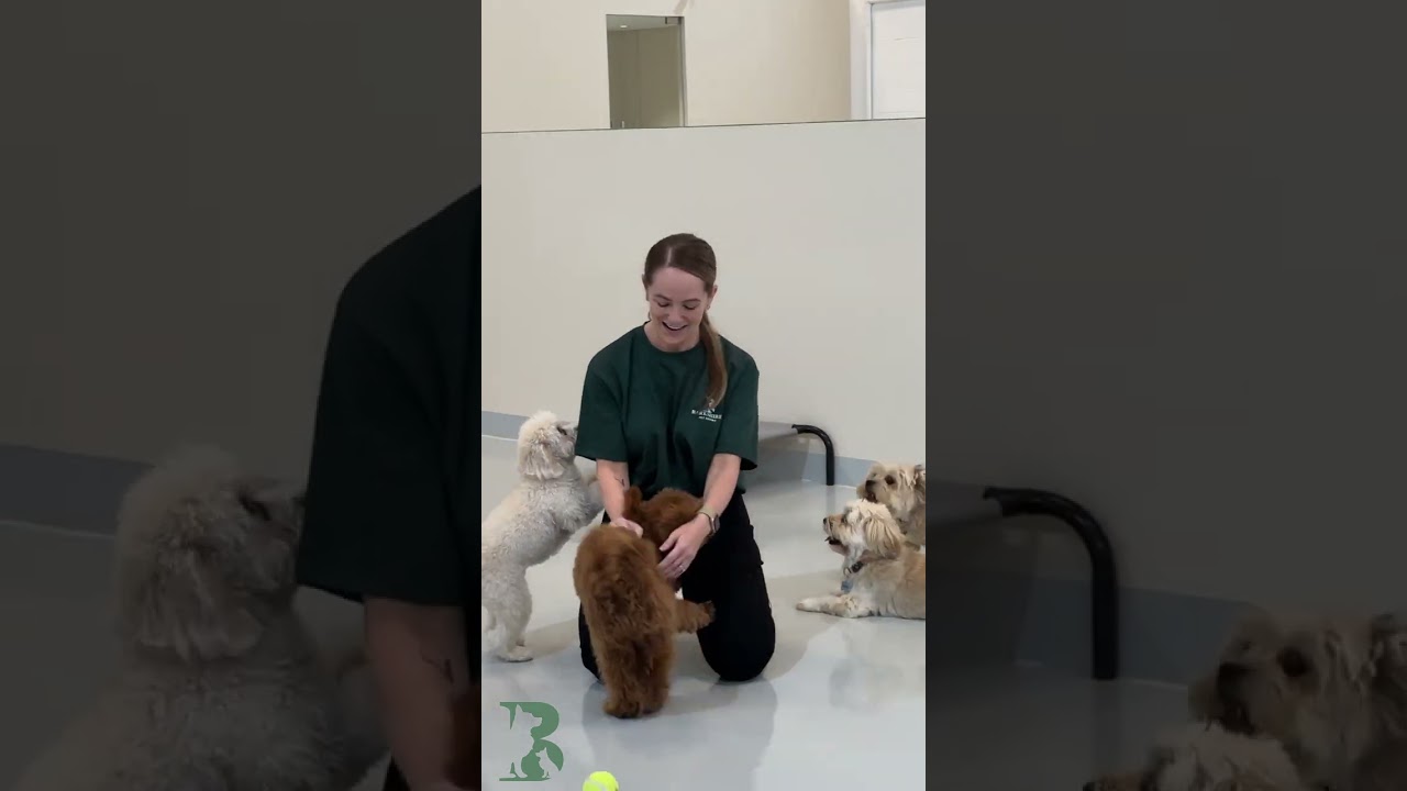 Barkshire pet resort