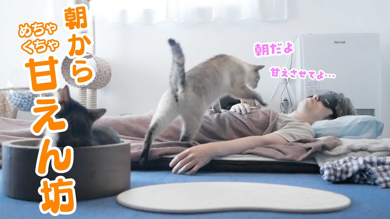 早朝、寝ている飼い主にどうしても甘えたい猫の行動がかわいすぎました
