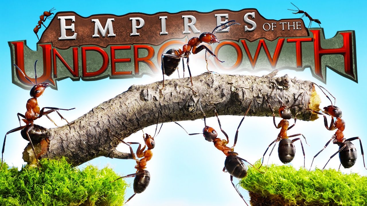 GIANT Beetles ATTACK ANT QUEEN! - Empires of the Undergrowth Gameplay