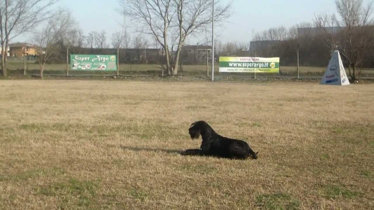 ARIO FOR ARIO IN ALLENAMENTO A VERONA