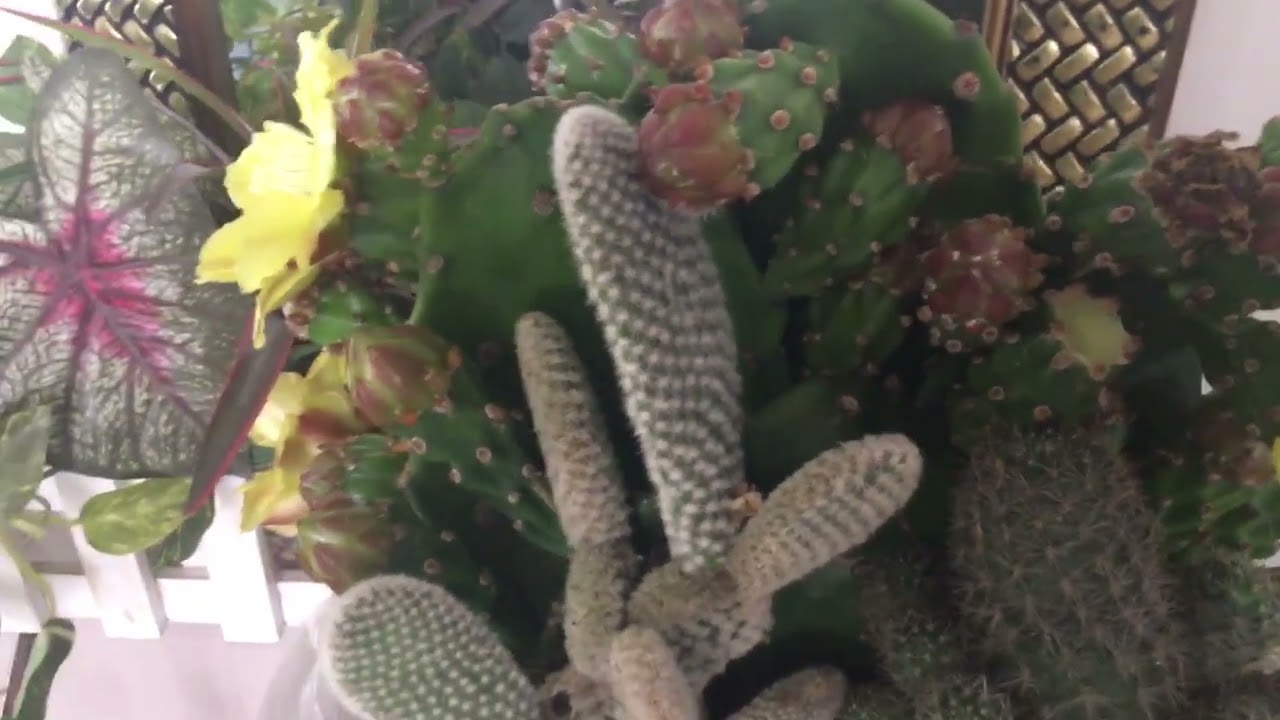 Flower ng cavtus