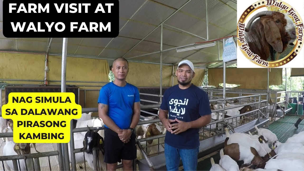 FARM VISIT SA FARM NI BOSS WALYO MARAVILLA NG WALYO GOAT FARM / GOAT FARMING PHILIPPINES / PART 1
