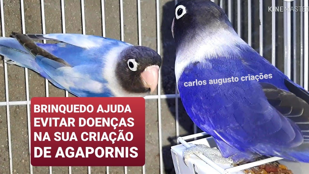 Como fazer brinquedos para os seus agapornis e ajudar a evitar doenças