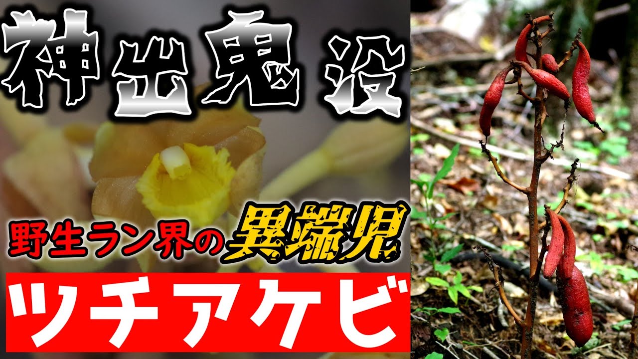 【キノコを食う植物】森に生えるソーセージ⁉ ツチアケビの知られざる生態【ゆっくり解説】