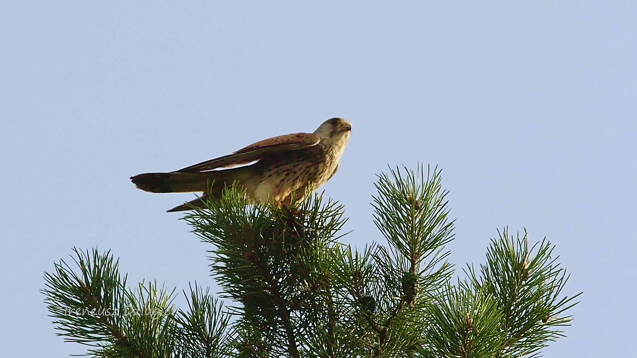 Pustułka zwyczajna. Der Turmfalke.  Common kestrel. (Falco tinnunculus)