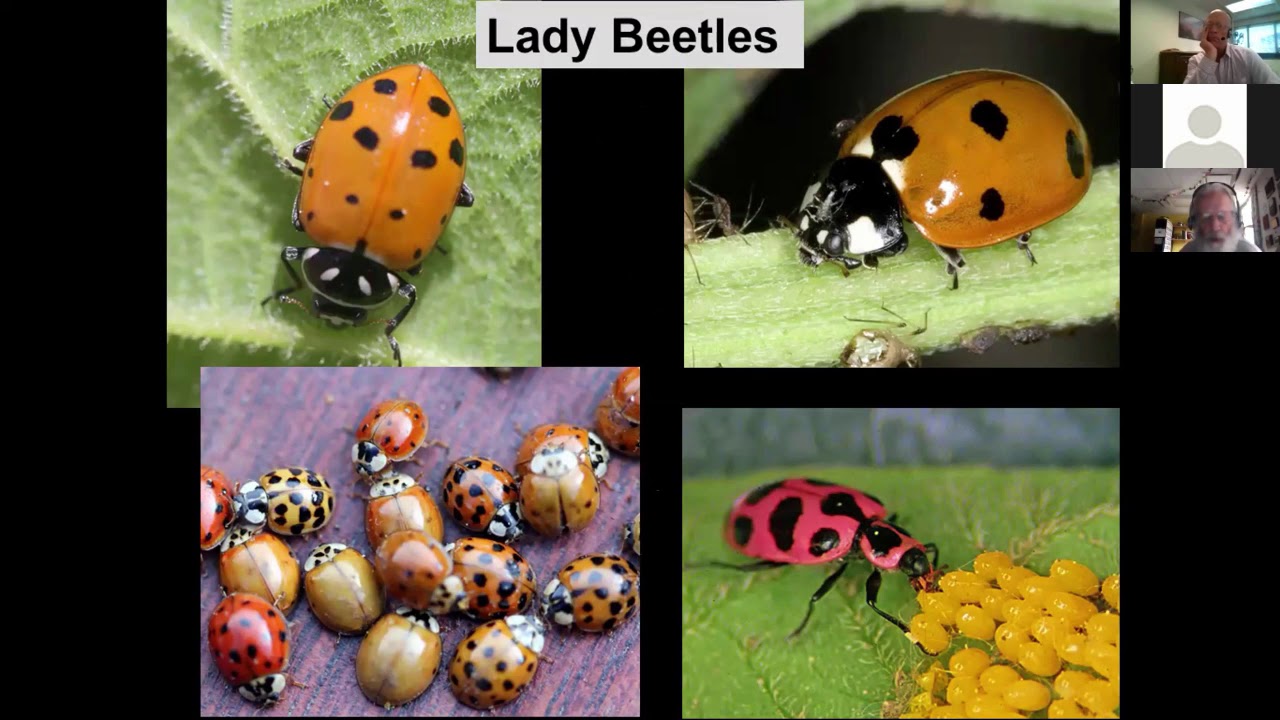 Invasive Insects of Shade Trees: A 30 Year Perspective from Colorado