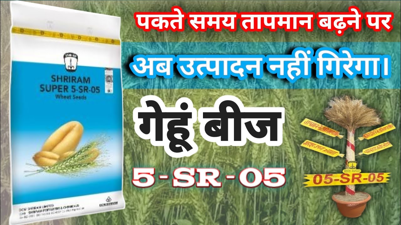 Gehun Ki Best Variety| Heat Resistant Wheat Variety| 5-SR-05 गेहूं की किस्म 2025