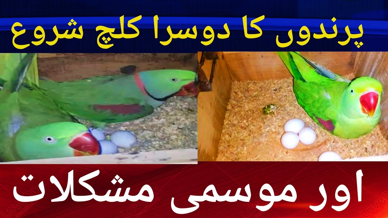 Raw Parrots RingNeck Parrots Breeding Tips. گرم موسم شروع دوسرا کلچ کیسے لیں