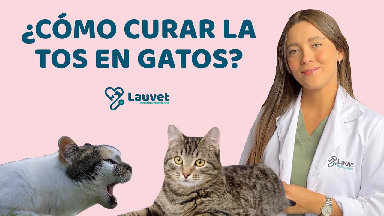 MI GATO TIENE TOS | Causas y Tratamiento - Lauvet
