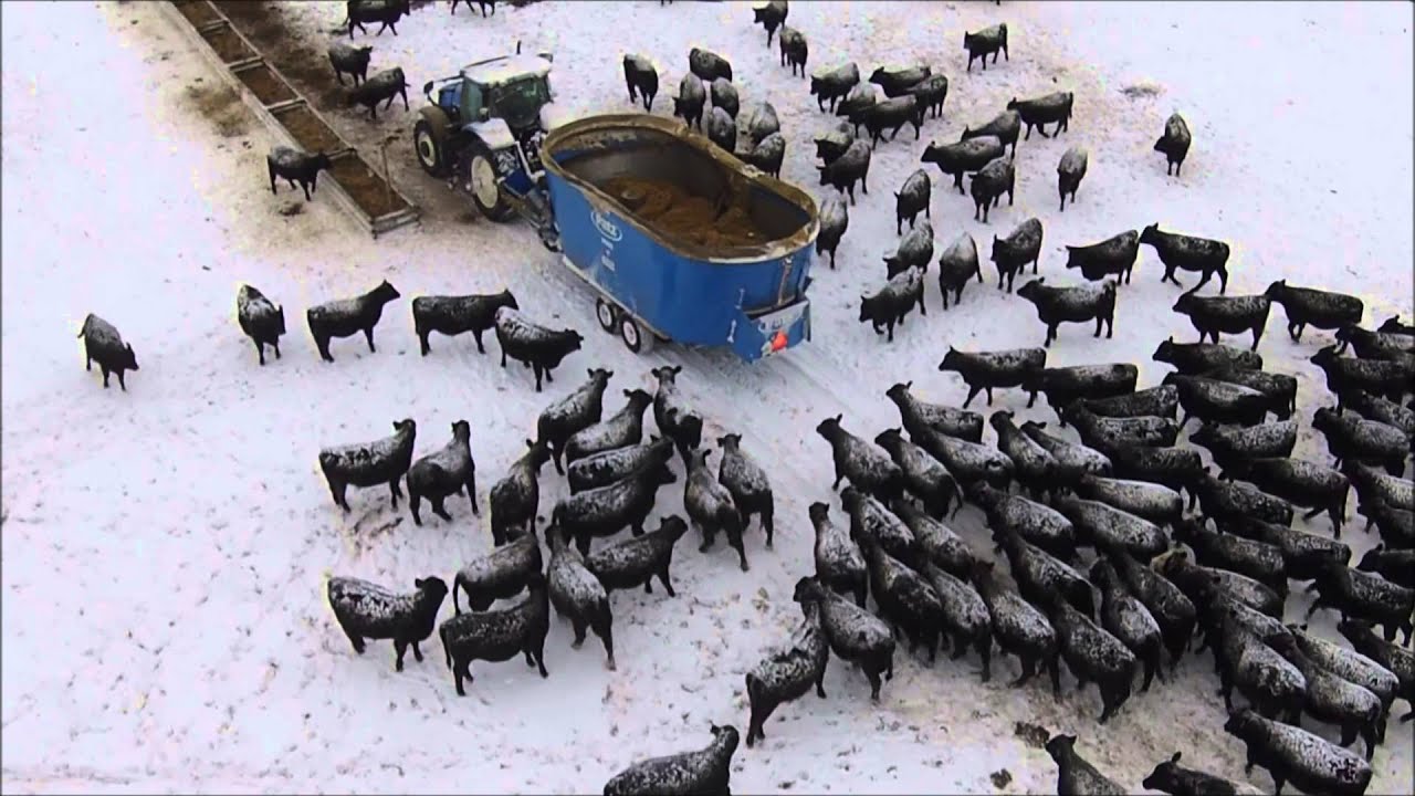 Flying Drone Around the Feedlot