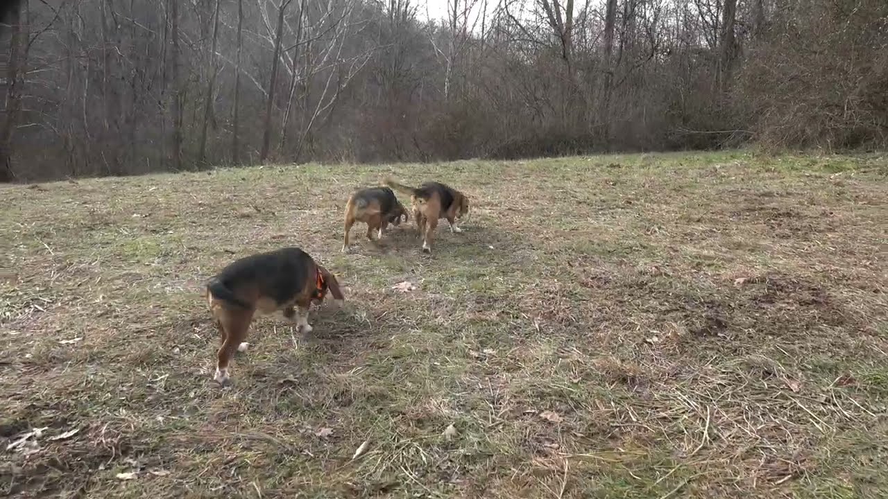 Skyview's Beagles Sometimes It's Ugly But The Object Is To Circle The Rabbit