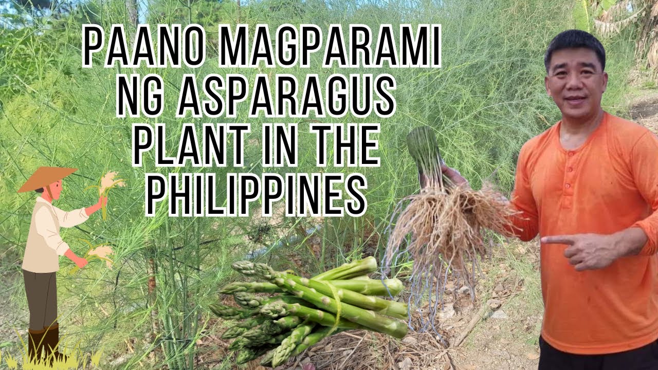 Paano mag Propagate/magparami ng Asparagus plant in the Philippines