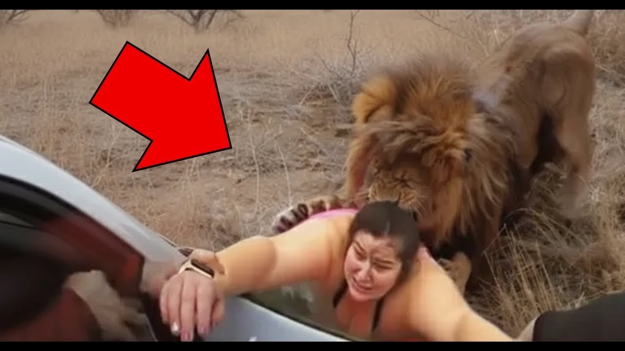 Это Видео Сразу Же Скрыл Youtube! Случаи С Животными Снятые На Камеру