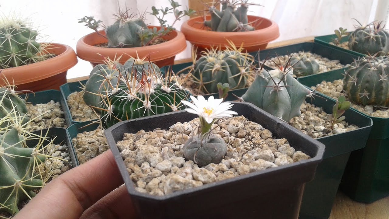 Mi colección de cactus - by Desert plants